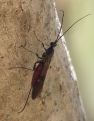 Braconinae