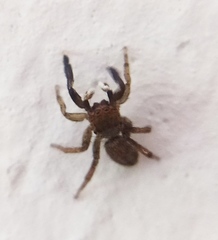 Euophrys frontalis