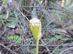 Pterostylis ophioglossa