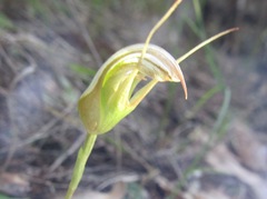 Pterostylis ophioglossa