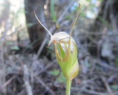 Pterostylis ophioglossa