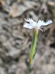 Dianthus fragrans