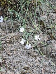 Dianthus fragrans