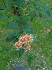 Cephalanthus tetrandra