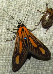 Ormetica gerhilda