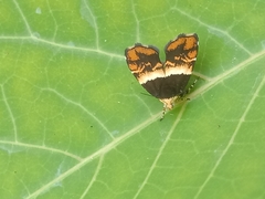 Choreutis argoxantha