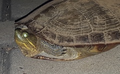 Trachemys ornata