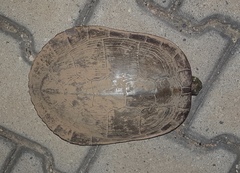 Trachemys ornata