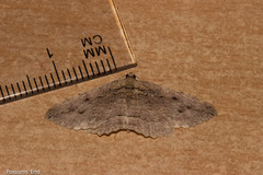 Austrocidaria anguligera