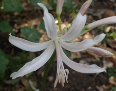 Nerine bowdenii