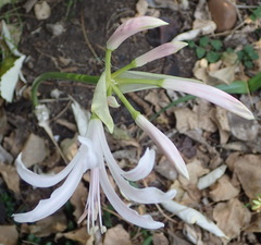 Nerine bowdenii