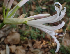Nerine bowdenii