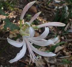 Nerine bowdenii