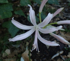 Nerine bowdenii