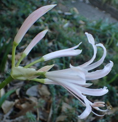 Nerine bowdenii