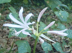 Nerine bowdenii