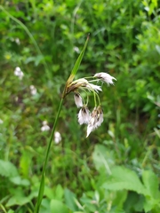 Eriophorum latifolium