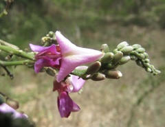 Lonchocarpus guatemalensis