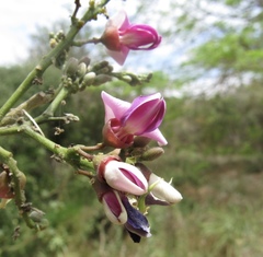 Lonchocarpus guatemalensis