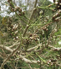 Lonchocarpus guatemalensis