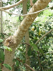 Lonchocarpus guatemalensis