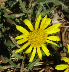 Hirpicium