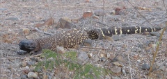 Heloderma horridum