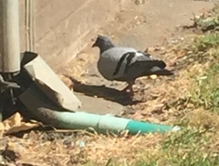 Columba livia domestica