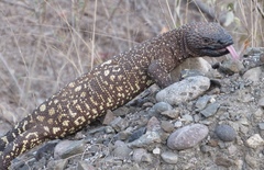 Heloderma horridum