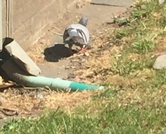 Columba livia domestica
