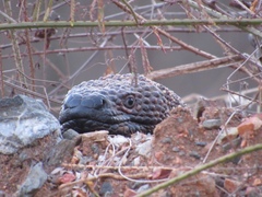 Heloderma horridum