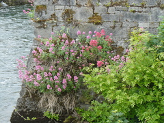 Centranthus ruber