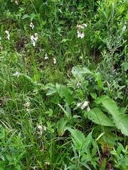 Eriophorum latifolium