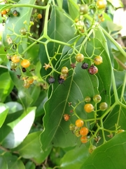 Ehretia philippinensis