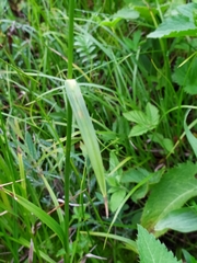 Eriophorum latifolium