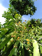Ehretia philippinensis