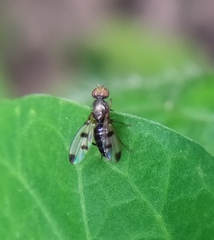 Geomyza tripunctata