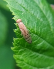 Opomyza florum