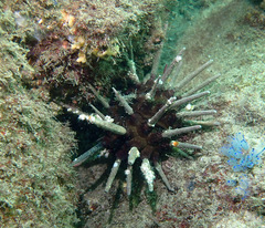 Phyllacanthus parvispinus