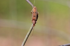 Parisopalpus nigronotatus