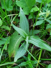 Epipactis palustris
