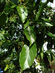 Ehretia philippinensis