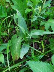 Epipactis palustris