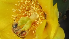 Opuntia wilcoxii