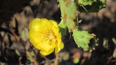 Opuntia wilcoxii