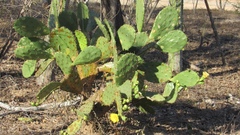 Opuntia wilcoxii