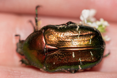 Cetonia aurata