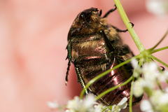 Cetonia aurata