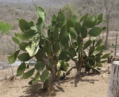 Opuntia wilcoxii