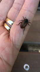 Phyllopertha horticola